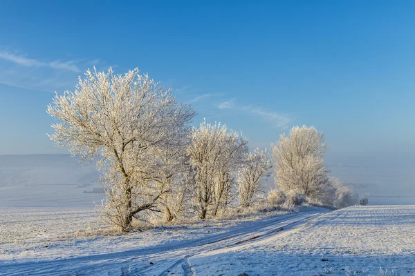 Arbres blancs glacés dans le paysage enneigé — Photo