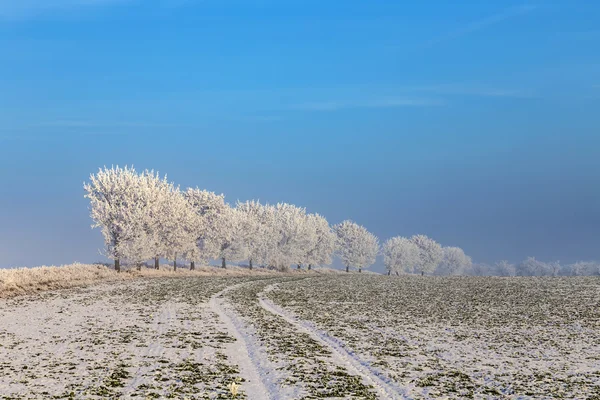 Białe drzewa lodowych w śniegu objętych krajobraz — Zdjęcie stockowe