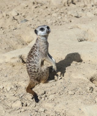 çevre izlerken meerkat 
