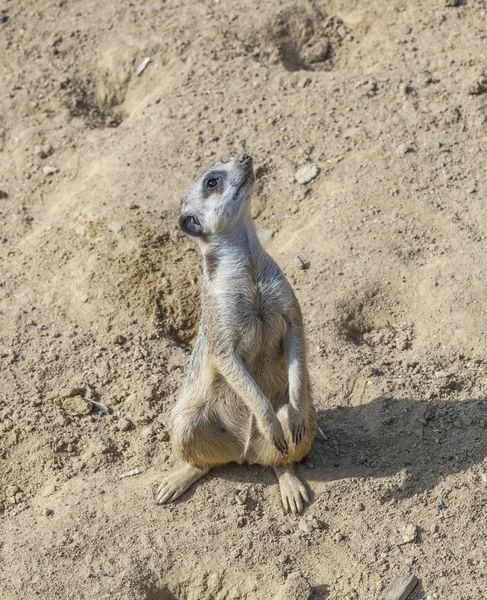 Çevre izlerken meerkat — Stok fotoğraf