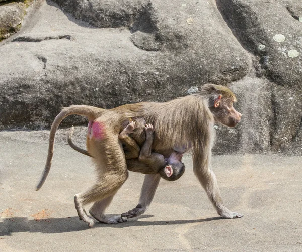 Babuino llevando a su hijo — Foto de Stock