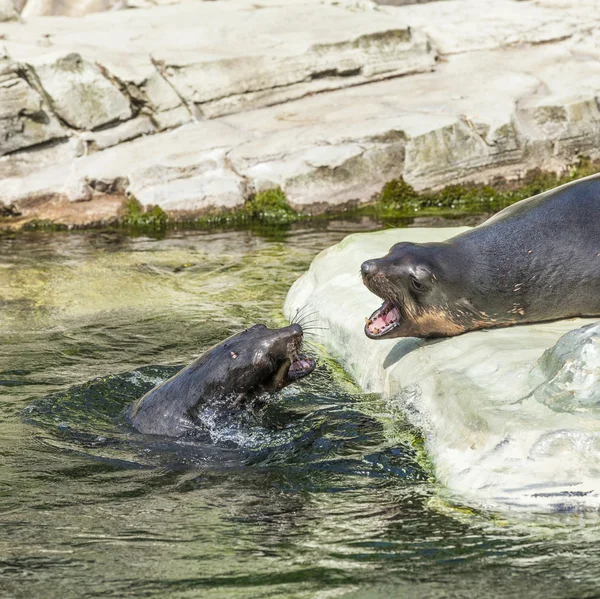 Два самца тюленя сражаются в океане — стоковое фото