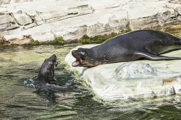 Zwei Robbenmännchen kämpfen im Ozean — Stockfoto