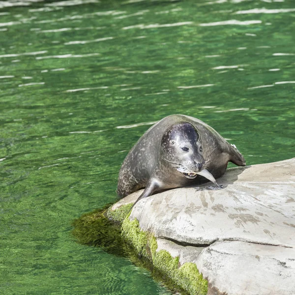 Seelöwe frisst einen Fisch — Stockfoto