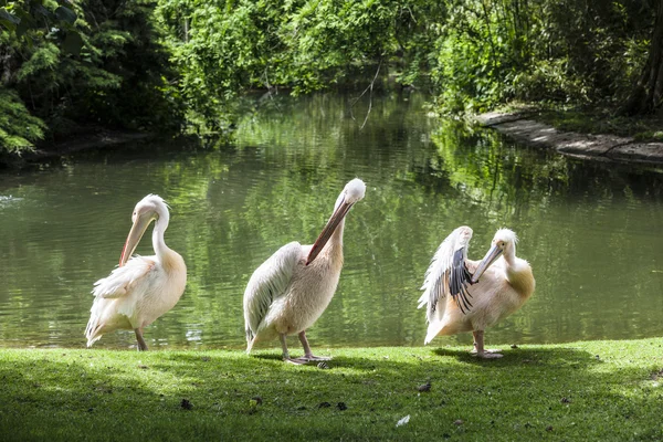 Witte pelikanen genieten van de zon — Stockfoto