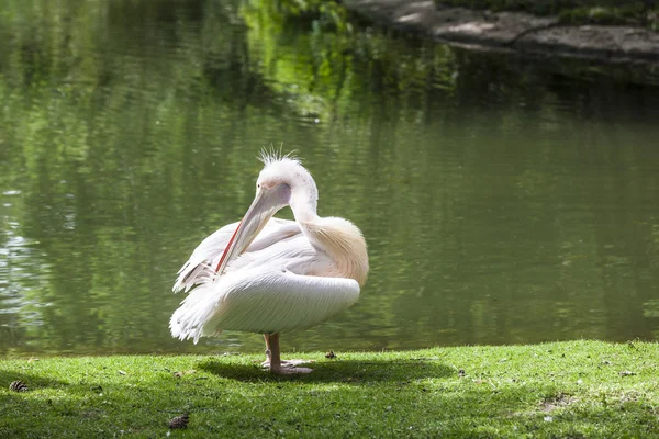 Witte pelikanen genieten van de zon — Stockfoto