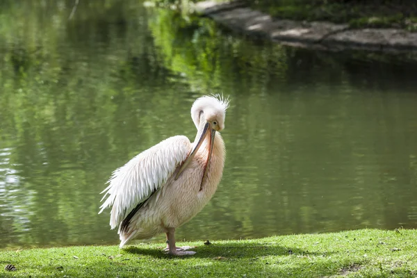 White Pelicans enjoy the sun — Stock Photo, Image