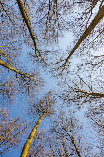 Printemps dans une pinède. Vue des sommets des pins en t — Photo