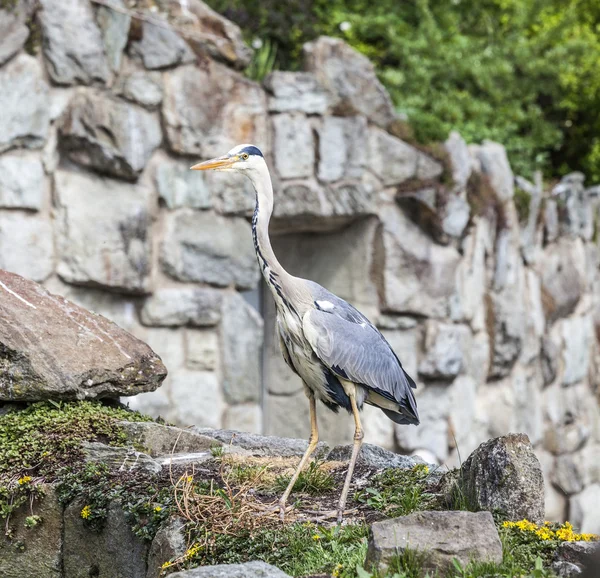 Heron standları bir rock — Stok fotoğraf