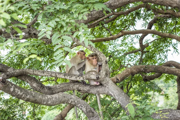 Macacos se arrumando nas árvores — Fotografia de Stock