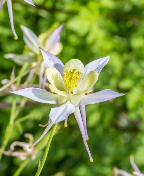 White akelei growing in the garden — Stock Photo, Image