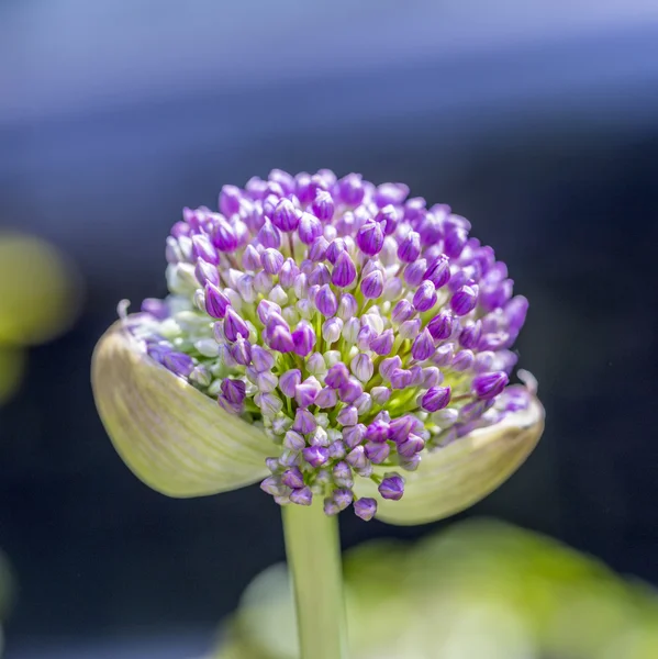 Ροζ Allium sphaerocephalon — Φωτογραφία Αρχείου