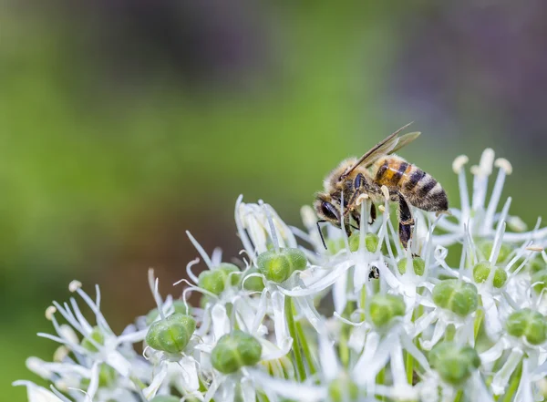 アリウム sphaerocephalon 上の蜂 — ストック写真