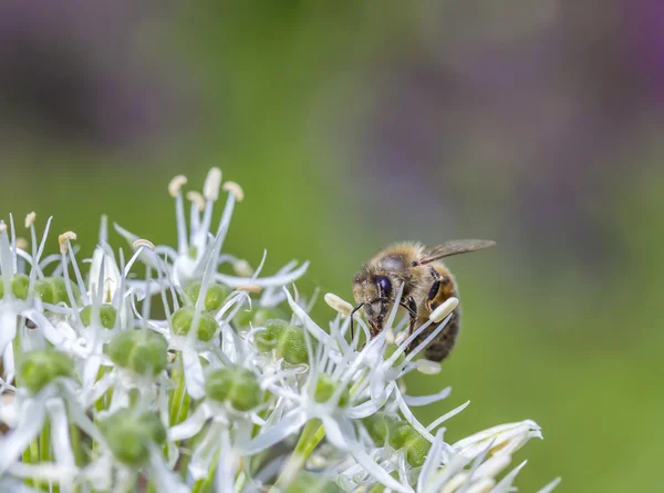 Bienen auf Allium sphaerocephalon — Stockfoto