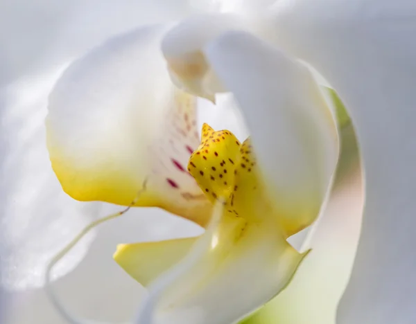 Schöne weiße Orchideenblume aus nächster Nähe — Stockfoto