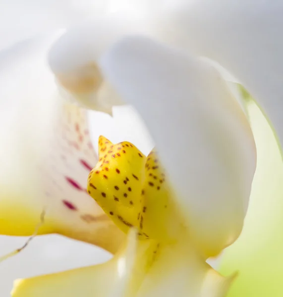 Güzel beyaz orkide çiçek yakın çekim — Stok fotoğraf