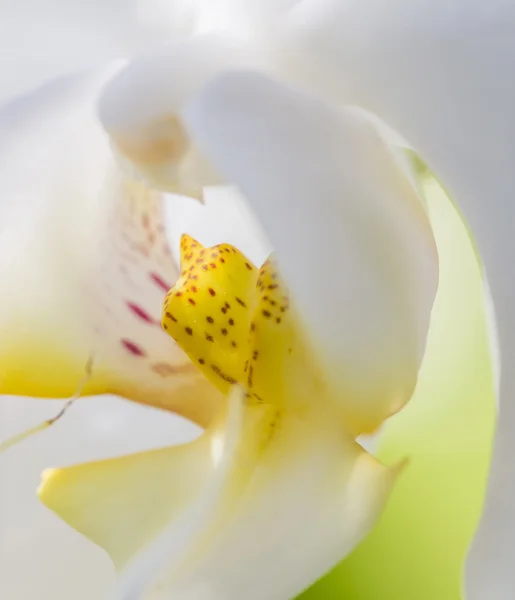 Bellissimo fiore di orchidea bianca primo piano — Foto Stock