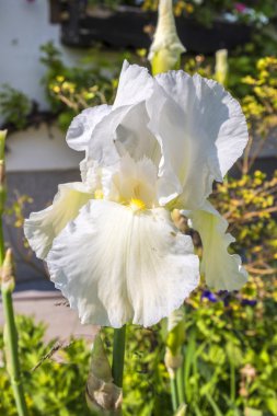 bir bahçe beyaz bahar çiçekleri. Iris çiçeği