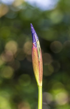 Iris çiçek çiçek açan önce bahar bahçesinde