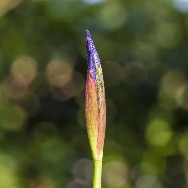 Fiore di iris in giardino in primavera prima della fioritura — Foto Stock