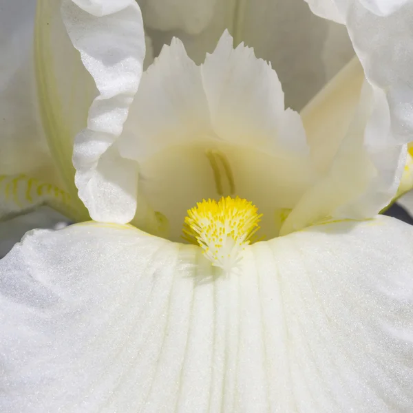 Białe wiosenne kwiaty w ogrodzie. Iris flower — Zdjęcie stockowe