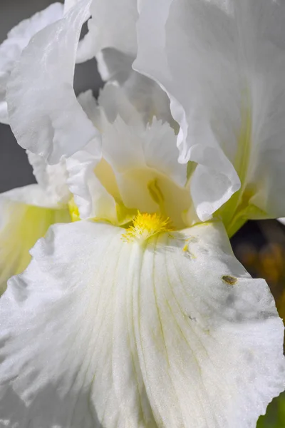 Fehér írisz virág a kertben. virág írisz — Stock Fotó