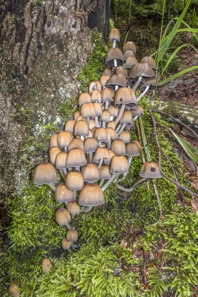 野生蘑菇，称为闪闪发光油墨帽，生长在长满青苔 — 图库照片