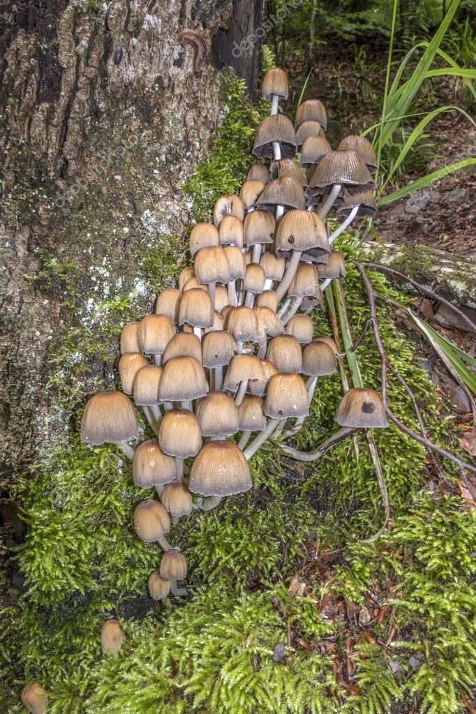 Wild mushrooms, known as glistening ink cap, growing on a mossy Stock
