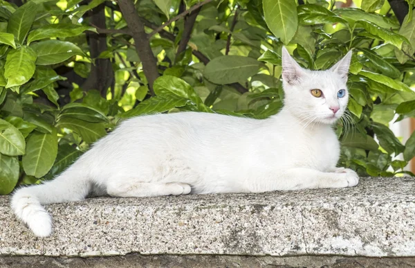 Pisică albă relaxată cu ochi albaștri și verzi — Fotografie, imagine de stoc