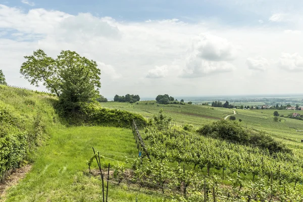 Vineyard landscape in region Alsace near village of Barr — Stock Photo, Image