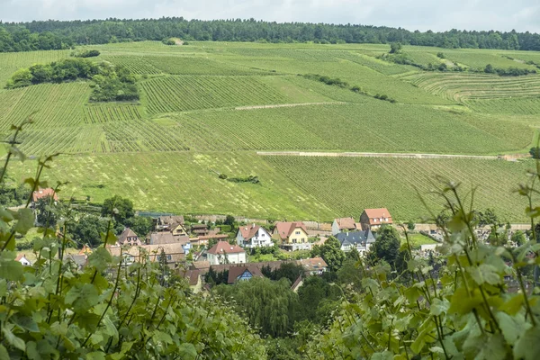 Viñedo paisaje en la región Alsacia cerca de la aldea de Barr — Foto de Stock