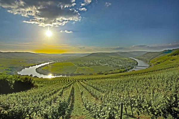 Berömda Mosel Sinuosity i Trittenheim — Stockfoto