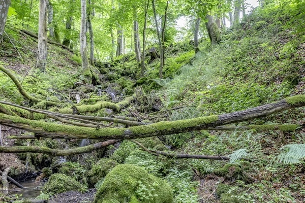 Valley with small creek and  moss in the wilderniss of the Eifel — Stock Photo, Image