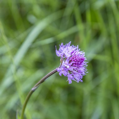 Thistle çiçek dağlarda 