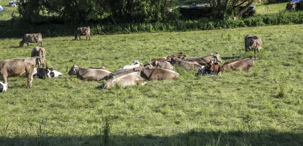 Vaca marrom caminhando no prado verde — Fotografia de Stock