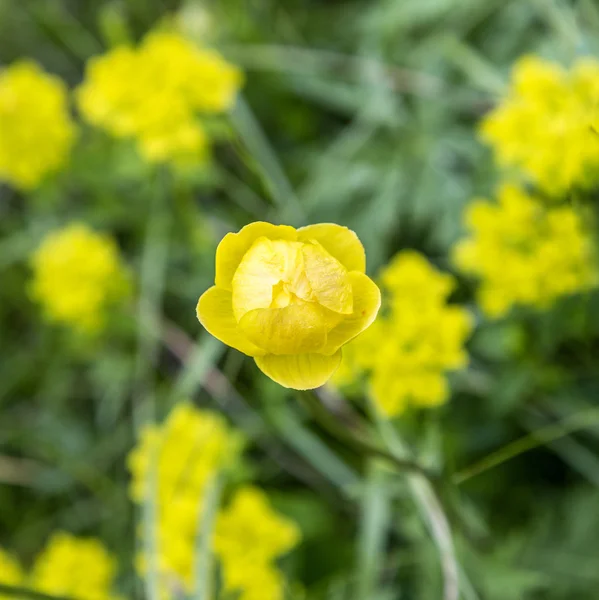 Buttercup grows at the meadow in the provence — Stock Photo, Image