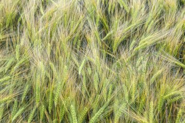 Ayrıntı alanı peyzaj Eifel