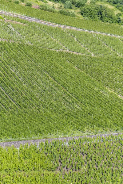 Vingårdarna i Moseldalen — Stockfoto