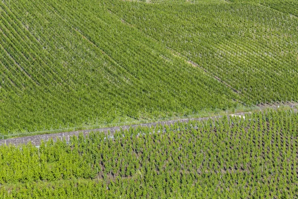 Виноградники в долині Мозель — стокове фото