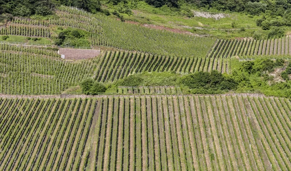 Vinhas verdes no rio Moselle no verão — Fotografia de Stock