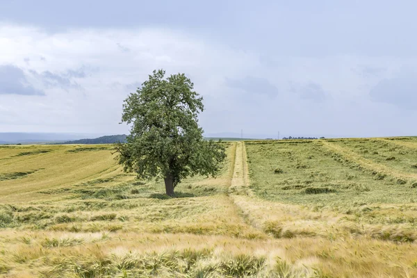 Breed landschap met enkele bomen in de Eifel — Stockfoto