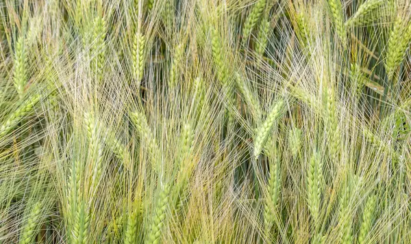 Detalhe da paisagem de campo no Eifel — Fotografia de Stock