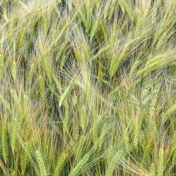 Detail der Feldlandschaft in der Eifel — Stockfoto