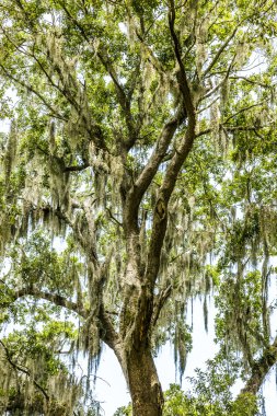Güney Carolina güzel meşe Sokağı 
