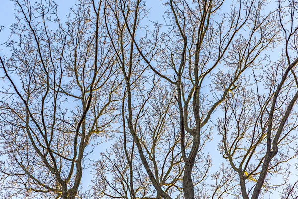 Dubové větve proti obloze — Stock fotografie