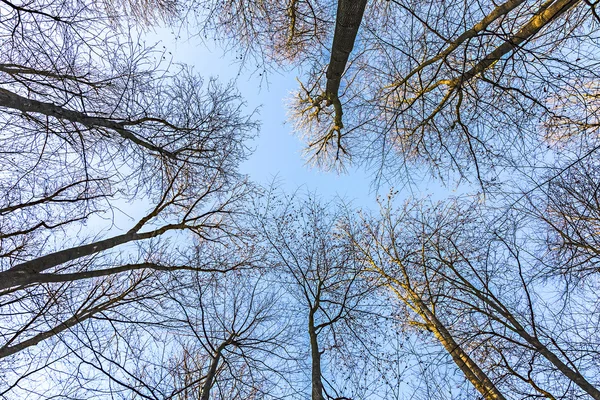 Ramas de roble contra el cielo —  Fotos de Stock