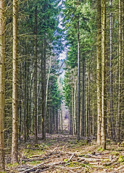 Pěšina přes borový les — Stock fotografie