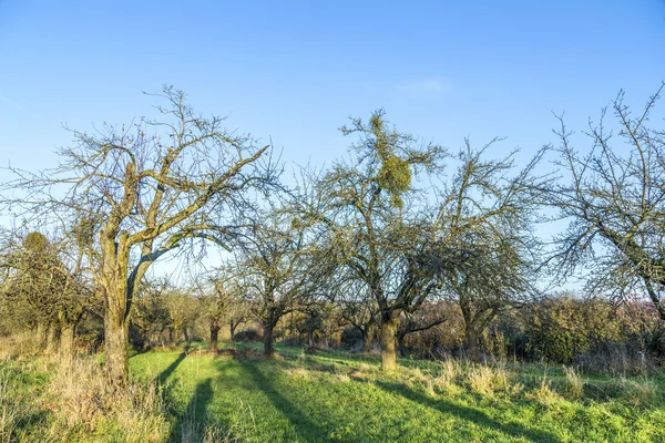 Melo in autunno sotto il cielo blu — Foto Stock