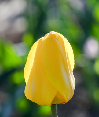 Sarı Lale alanıyla bahar 