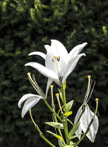 Πανέμορφο λευκό Κρινάκι της — Φωτογραφία Αρχείου